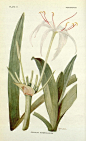 mochizukikaoru的相册-[绘画参考用] 植物图鉴①