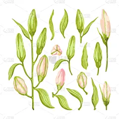 贺卡,百合花,花蕾,叶子,矢量,绘画插图,灌木,粉色,动物手,收集