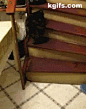 喵星人杜创的回旋式上楼梯法，喵喵真是太会玩了