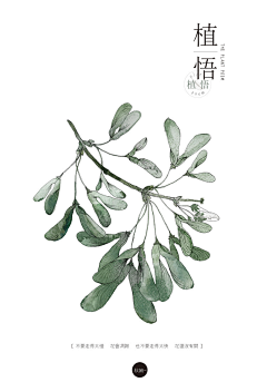 海德因子采集到植物-画