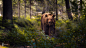Bear in Bavarian wood by Harry Schindler on 500px