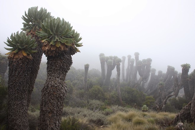 乞峰千里木dendroseneciokilimanjari