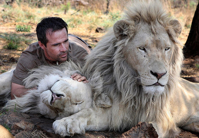 南非被称为白狮王国，白狮并非患有白化病的...
