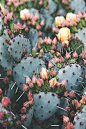 TITLE: Prickly Pear DESCRIPTION: Pretty pastel prickly pear cactus. :) Printed without watermark on Lustre Paper by a Professional Lab at a: 