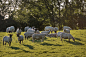 Tup with the flock by Alan Hopps on 500px