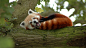 trees animals bamboo red pandas - Wallpaper (#2908378) / Wallbase.cc #采集大赛#