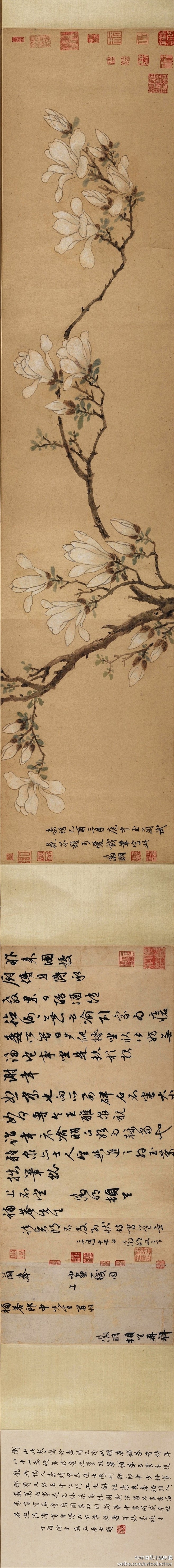  明 文征明 《玉兰图》 】卷，纸本设色...
