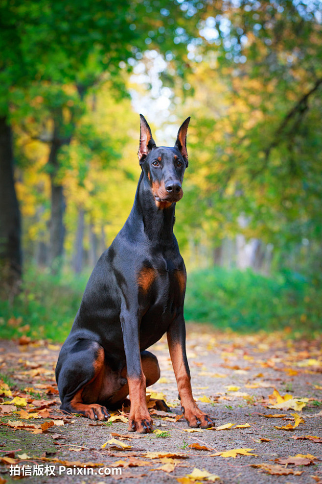 杜宾犬的搜索结果_360图片