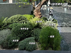 ·灵感拾荒者·采集到LA—植物