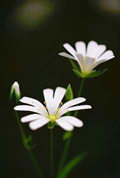 Ｄ小呆采集到花束