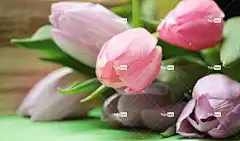 郁金香 花 花壁纸 盛开 春天 花卉背景 自然 春天的花朵