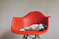 Cats Love Eames