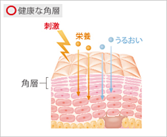 心①有所属采集到皮肤结构