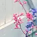 梅╰心❀以后