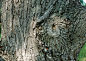 树皮年轮树纹木皮纹理树木表皮纹理高清材质贴图片摄影PS素材图库