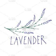 熏衣草,品牌名称,文字,动物手,式样,华丽的,模板,植物,绘制,花