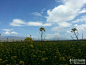 青海湖P36--P38：摇曳的油菜花，很喜欢蹲着看天上的云卷云舒，在高原上，会觉...
