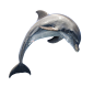 PNGPIX-COM-Dolphin-PNG-Transparent-Image (1)