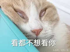 请笑纳！一大波最近很火的猫咪搞笑表情包奉上