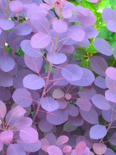 紫烟树