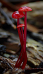 红亮亮的小蘑菇~