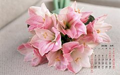 2010年10月花卉宽月历壁纸桌面壁纸1