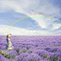 p_large_dDRq_66e20005785f5c43、薰衣草、普罗旺斯 薰衣草、薰衣草花海
