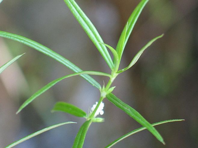 白花蛇舌草
（学名：Hedyotis d...