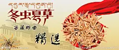 冬虫夏草海报