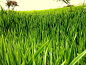 Grassland : Exploring the world around you