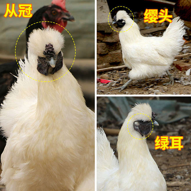 新鲜乌鸡 散养白凤乌鸡肉 现杀活 体农家散养泰和乌骨鸡1只