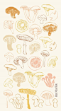 Mushroom Illustration chanterelle porcini shiitake oyster Ohn Mar Win
