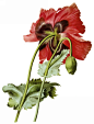 国外手绘植物花朵大全图片_1668x2200
点击浏览下一张：国外手绘植物花朵大全图片