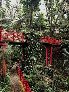 森林高清摄影素材