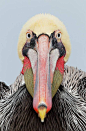 Brown pelican: 