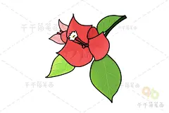 三角梅简笔画_花朵简笔画