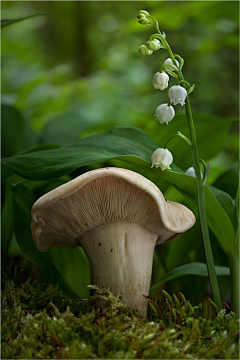 xiangguanrong采集到花草树木