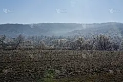 冬天的风景