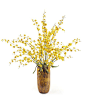 Yellow oncidiums,  John Richard: 