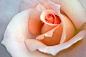 Photograph Intimate rose 