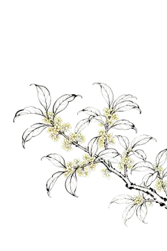 桂花树国潮插画元素png (4)