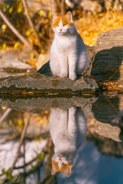 星星点点🌸采集到猫（放心，仅仅猫）