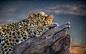 fantastic leopard wallpaper 13423