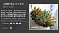 【100种常见多肉植物图鉴】|仙人掌与多肉植物 超火 - 花谈论坛花卉植物社区