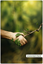 Hand holding, be Environmentally Friendly. Hand & Hand. www.dogwoodalliance.org: