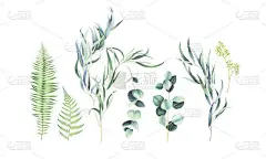 在白色上分离的一组白树和植物树枝。水彩插图.