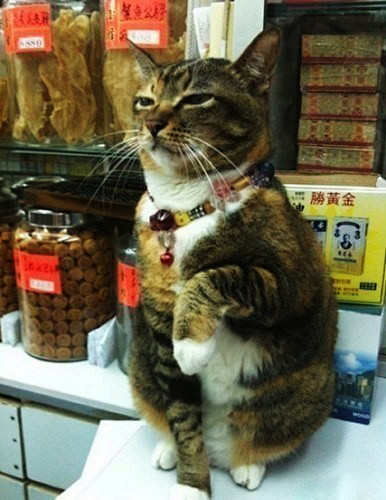 假期最后一天，喵星人帮主淫看商店，不小心...