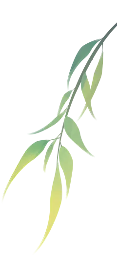 枝叶植被png