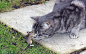 A tiny wood mouse stands up to a cat and scratches it on the nose.  Looking like a scene from a Tom and Jerry cartoon, the fight saw 'Jerry' escaping under the fence and back into the woods where 'Tom' had earlier caught him. The cat had brought the mouse