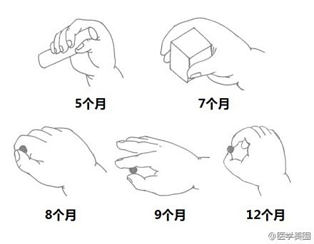 婴儿手精细动作发育